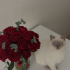 LADY