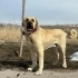Mavzer