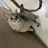 Balım