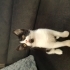 Kedi