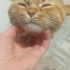 Günes