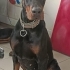 Dişi Doberman yavrul...