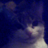 Pamuk