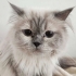 Kati