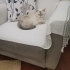 sütlaç