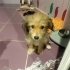 Mavi