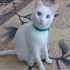 Pamuk