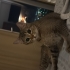 Lili