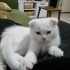 PAMUK