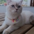 Pamuk