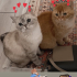 Snow & Garfield