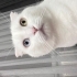 Pamuk Efe