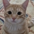Alaz