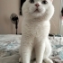 Okan