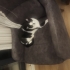 oreo
