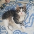 Yavru kedi
