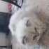 Pamuk