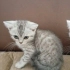 Kedi