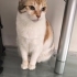 Sırma