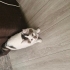 Lila