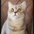 Gümüş