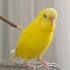 Pikaçu