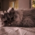 DUMAN