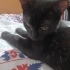 Zeytin