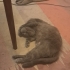 Kedi