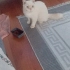 Bulut