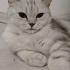 Pamuk