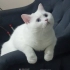 Pamuk