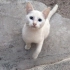 Sokak kedisi