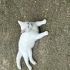Pamuk