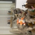 Kedi