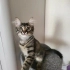 Arya