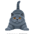 Bulut