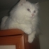 Queen