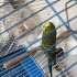 Samet