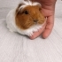 Gupi