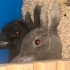 Çorap
