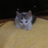 pamuk