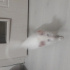 Boncuk