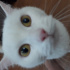 Pamuk