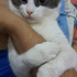 Duman