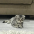 minnoş