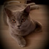 DUMAN