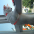 Pamuk