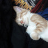Pamuk