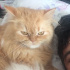 Pamuk
